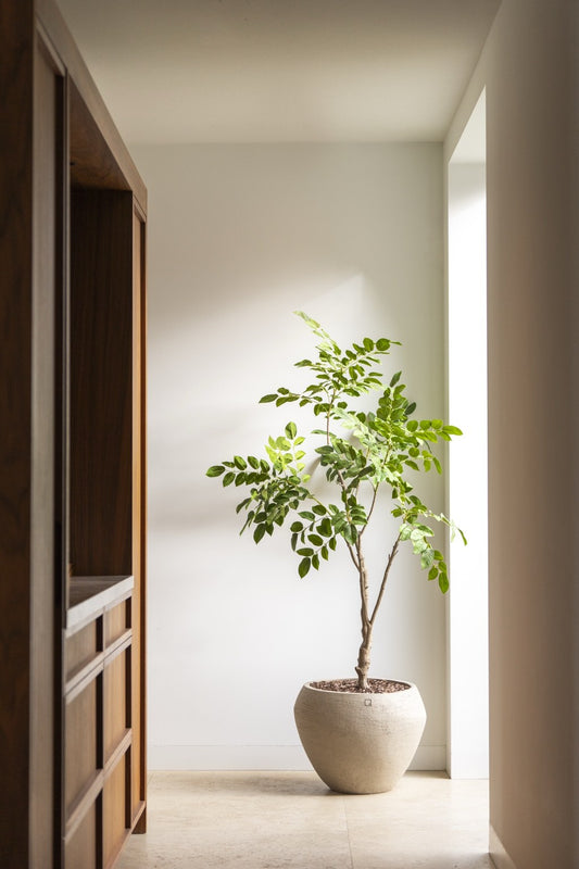 Sandalwood boom 180 cm
