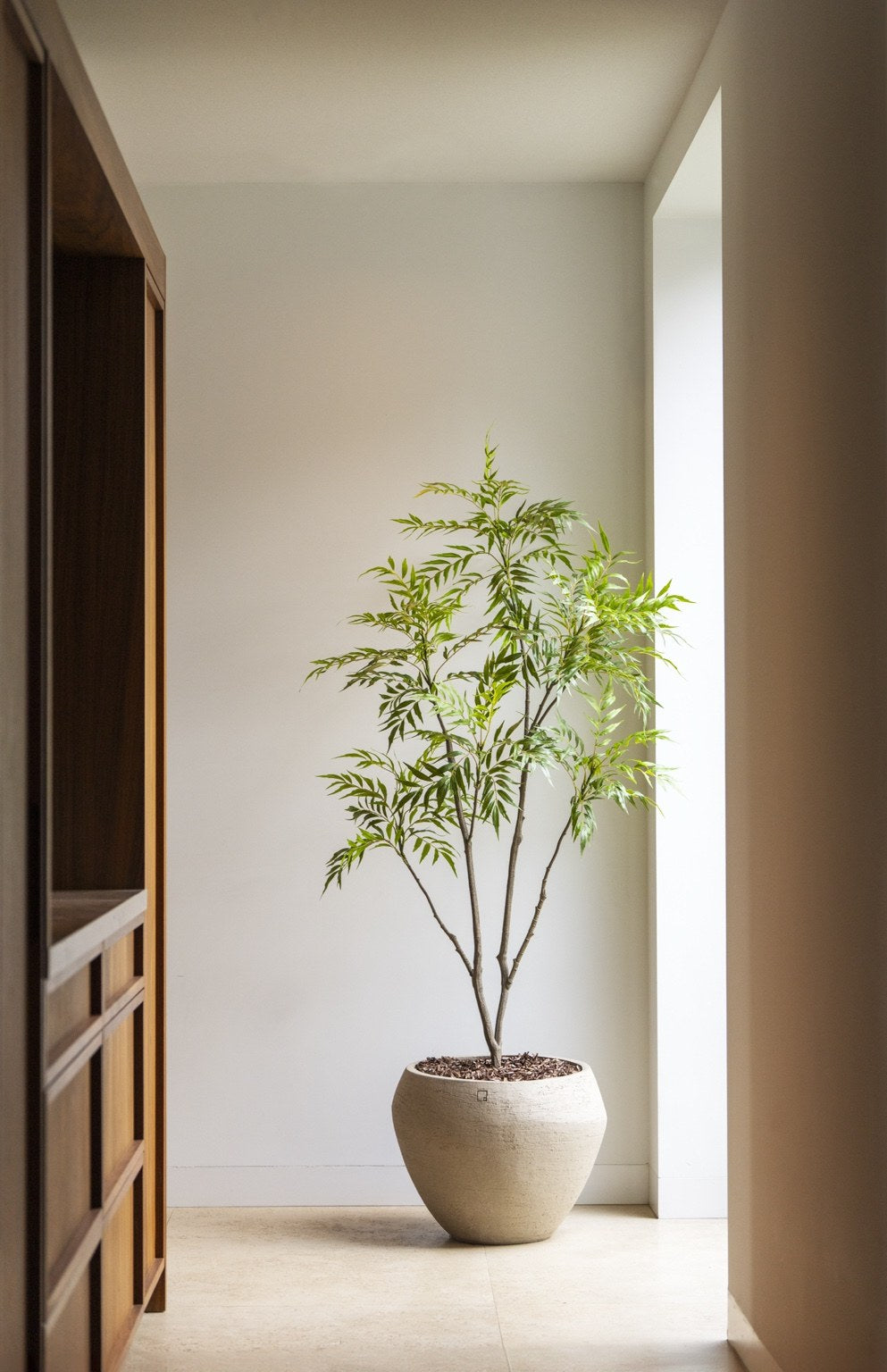 Bamboe boom 180 cm