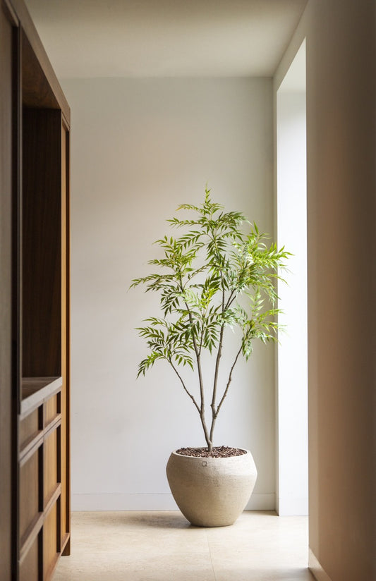 Bamboe boom 180 cm